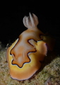 Chromodoris Coi, Malapasqua Island