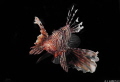 A lion fish