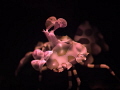 Harlequin Shrimp.