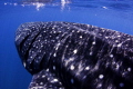 Drafting a whale shark