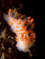 Limacia cockerel taken at Anacapa Island, CA.  Shot with a Sony NEX-7, 2 - Inon S-2000 strobes and 2 - stacked Inon UCL-165M67 close up lenses.