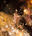 Coonstripe shrimp (Pandalus danae) showing that it was wide awake and ready for a fight.  Taken at 