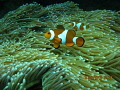 Finding Nemo
Camera Model : Canon PowerShot G12
F-stop : f/2.8
Exposure time : 1/125 sec.
ISO Speed : ISO-80
Focal length : 6mm