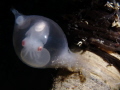 A Sepia officials seen through its egg