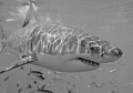 A young white shark (Carcharodon carcharias) frolics in the sunlight, of the coast of Isla Guadalupe, Mexico. Nikon D70s in Ikelite, Nikkor 12-24mm, Sea & Sea YS90 strobe.