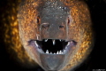 Moray
