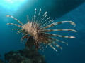 Lion Fish under the boat . 
Red Sea Egypt 
Olympus C5050 2 x Inon Z240 strobes & Wide angle
