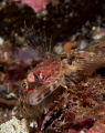 Phronorhombus norvegicus, a small flounder well camouflaged against the chalk algea on the rocks.