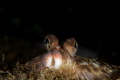 Microstomus kitt. Aflounder with a good view