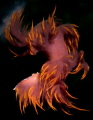 Dancing away...  A Dendronotus Iris swimming (fleeing) above the wreck of the Ruby-E.  An amazing find.