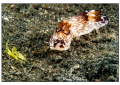 Nudi in Lembeh, 60mm macro