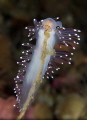 A Coryphella verrucosa and a small Amphipod