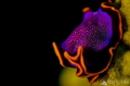 Fuchsia Flatworm@Kuroshimakita Island, Japan