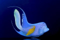 The blue