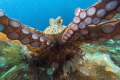 Octopus trying to take my camera