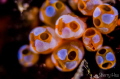 Smiling face!
Sea Squirt@6Bansaji in Zamami Island