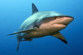 Female Caribbean Reef shark - Cara a Cara, Roatan, Honduras