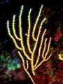 Eunicella cavolini