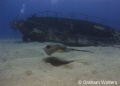 Stingray swimming by a wreck in Tenerife
