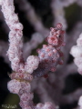 Pygmy seahorse
Canon 1000d, 2 strobe Sea&Sea 110, 60mm, 1/200 F14