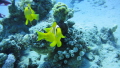 clown fish