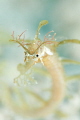 Strange piperfish