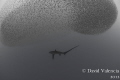 A rare sighting of a thresher shark milling around underneath a baitball. This was taken while freediving.