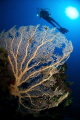 The diver and the fan