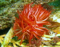 Anemone....Looks pretty enough to eat...