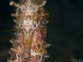 Sea Horse