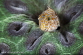 Blenny in beautiful coral reef, Veracruz, Mexico.