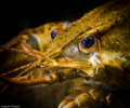 Crayfish