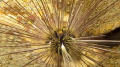 This Urchin shot was taken on one of my first attempts in underwater photography. I do like the detail and the highlights with the blue colour. Pretty happy with the outcome.