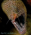 Bikini Reef Sodwana Bay - a ledge that has an array of cleaning stations