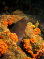 Eel, in a wreck diving with Scubacat Diving. Taken with Canon G12 and Canon housing with one external strobe.