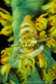 Whip coral shrimp