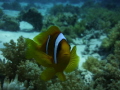 Inquisitive Clown Fish