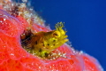 Secretary blenny in sponge.  Nice eye lashes!  Nikon 105 mm and SubSea 5X diopter.