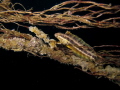 Fish camoflauged of a moring rope.