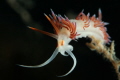 My Nudi