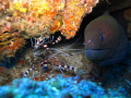 What's up mate??! Moray eel and cleaner boxer shrimps (one of my favourite)