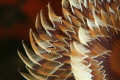 Şakayık  (Tube Worm)