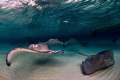 If you count them well, you will find up to 10 Southern Stingrays on the photo