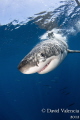 It's the beginning of shark week and Guadalupe season. This is a good beginning.