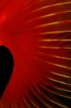 Women In Red

Tube worm  taken at Kas/Antalya