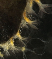 plumatella zooids
side by side 
with hydras and bell animacules,
alltogether feeding on 
microbial plankton