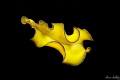 Swimming flatworm by night
