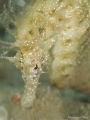 Hippocampus Ramulosus
Olympus E-PL2 - Panasonic 45mm macro - 2 Sea&sea YS-D1
ISO200 - f8 - 1/180
