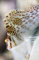 Hawfish
Bunaken,Sulawesi,Indonesia, 
Nikon D 300 S, micro 60, in kinetics.