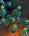 Bulb-tentacle Sea Anemone

Shot at Kubuh Indah, Bali.